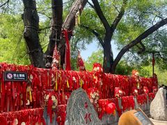 -大槐树寻根祭祖园