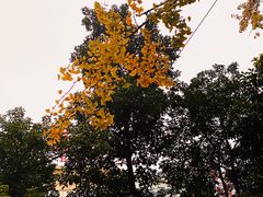 -百林公园-两江幸福广场
