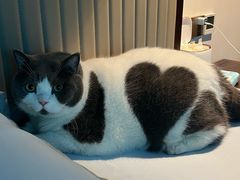 -翊宠yipet猫狗购宠庄园犬舍•猫舍