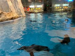 -帝企鹅自助餐厅•儿童岛•真企鹅(长隆企鹅酒店)