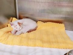 -艾吉宠物医院·疑难杂症转诊中心·猫友好(碧江路院)