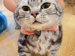-猫咪派对(江南西店)