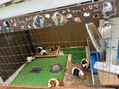 -神户市立六甲山牧场