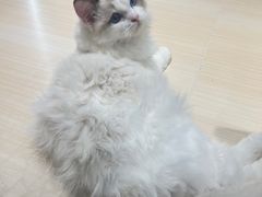 -momokira米努特·德文卷毛猫·棉花面纱犬