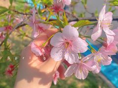 -顾村公园