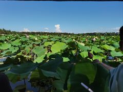 -洪湖生态旅游区