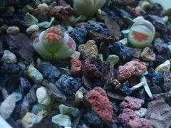 -金山烤肉(中兴公园店)