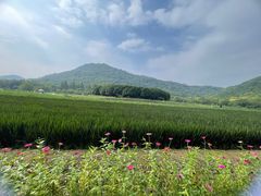 -八卦田遗址公园