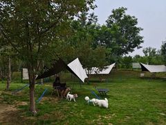 -爪吧宠物乐园 (温榆河示范区店)