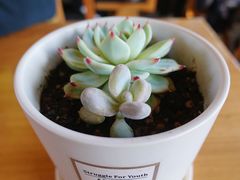 -三忘湖 SWANSEEN(柳荫公园店)