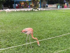 -广州长隆飞鸟乐园