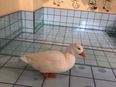 -RU DUCK柯尔鸭公社·撸鸭俱乐部·羊驼·小香猪