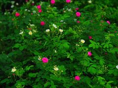 -西湖外事游船(花港观鱼码头)