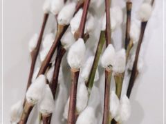 -桂林市花鸟市场