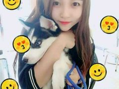 -翊宠yipet猫狗购宠庄园犬舍•猫舍