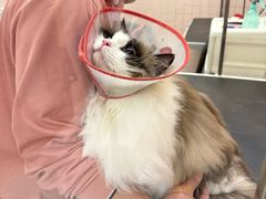 -FAELING PETS美天灵宠物(富力广场店)