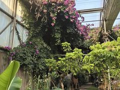 -呀路古热带植物园