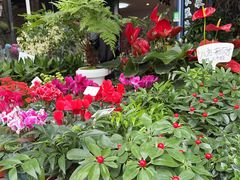 -三圣花乡旅游区