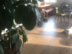 -东方名猫馆·英短金渐层布偶猫舍(环线广场1号楼店)