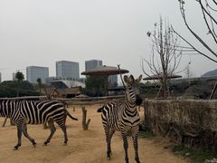 -杭州野生动物世界