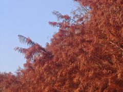 -上海海湾国家森林公园