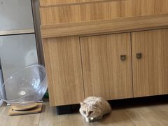 -唐小姐の私宠·宠物洗护美容·撸猫馆·购宠(周浦万达旗舰店)