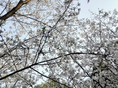 -武汉大学-樱园