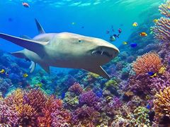 -西霞口神雕山野生动物世界