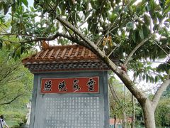 -靖西鹅泉风景区