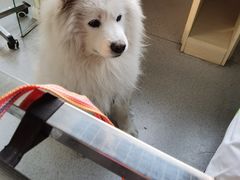 -美联众合动物医院(唯恩分院)