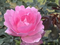 -人民公园(罗湖区)