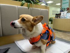 -美联众合动物医院·24h转诊中心