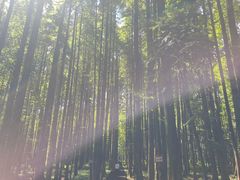 -武陵山森林公园