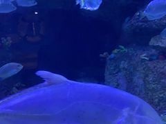 -沙沙哗啦海洋馆(华宇百花谷店)