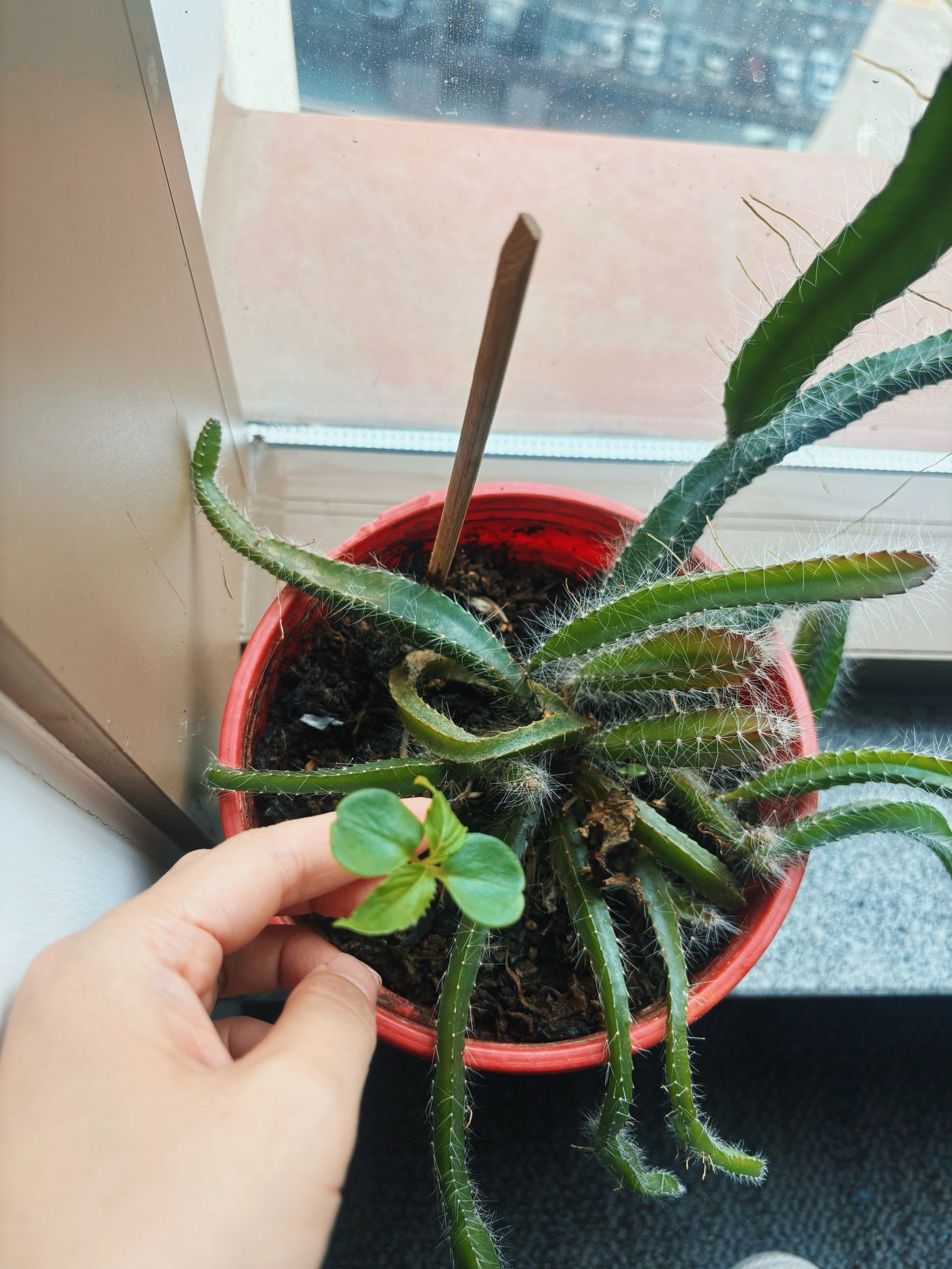 公司的指甲草发芽了97