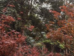-广州市帽峰山景区