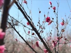 -香雪海