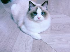 -天宠宠物医院24小时·急重症诊疗中心·全科·腔镜特色(和平分院)