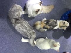 -喵的天空名猫咖啡馆·撸猫·猫舍·用品