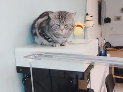 -平行世界·猫咖(首经贸店)