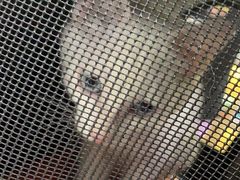 -pd派德宠物中心医院24H急重症·眼科中心·血液透析中心(嵩山北路店)