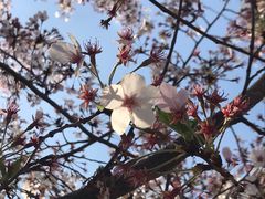 -古柏渡飞黄旅游区