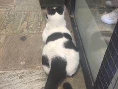 -猫咪博物馆(顶澳仔猫街店)