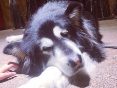 -more than meow吴止猫主题餐厅(承德 中船汇店)