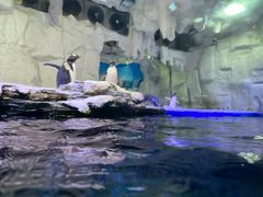 -华夏文旅海洋公园