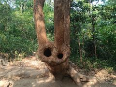 -上海佘山国家森林公园天马山园