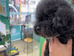 -瑞派动物医院·猫专科·至诚(江南中分院)