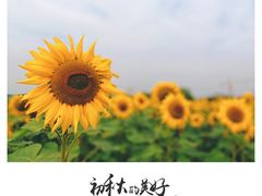 -映月湖中央公园