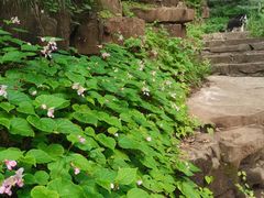 -老象峰