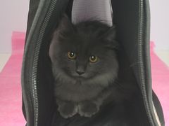 -北京观赏动物医院·24小时大型综合·猫专科·异宠专科